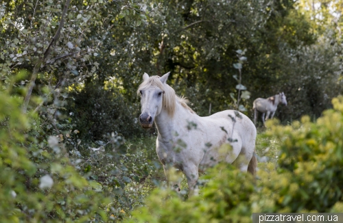 Camargue National Park