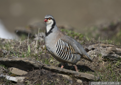 Red-legged partridge