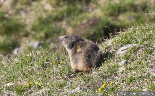 Marmot at Schynige platte