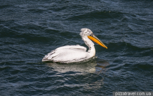 Pelican on Lake Orestiada