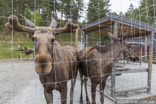 Elgtun, moose center