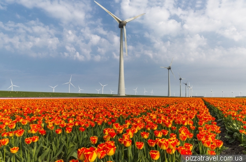 Tulip Festival in the Netherlands