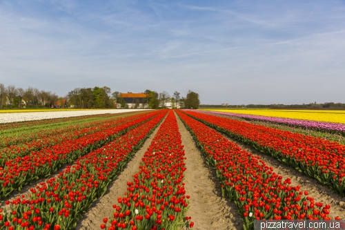 Tulip Festival in the Netherlands