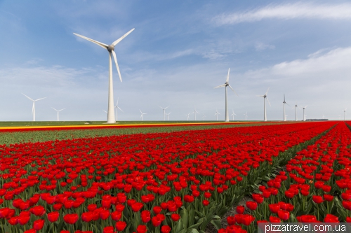 Tulip Festival in the Netherlands