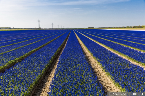 Tulip Festival in the Netherlands