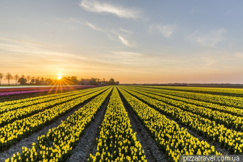 Tulip Festival in the Netherlands