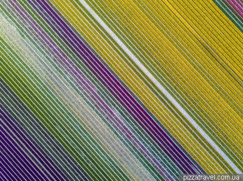 Tulip Festival in the Netherlands