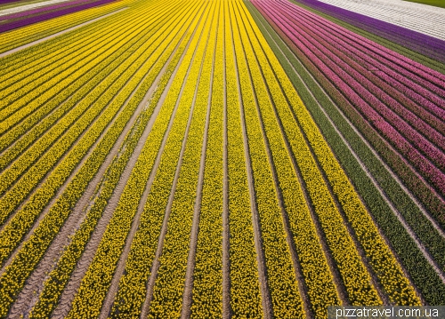 Tulip Festival in the Netherlands