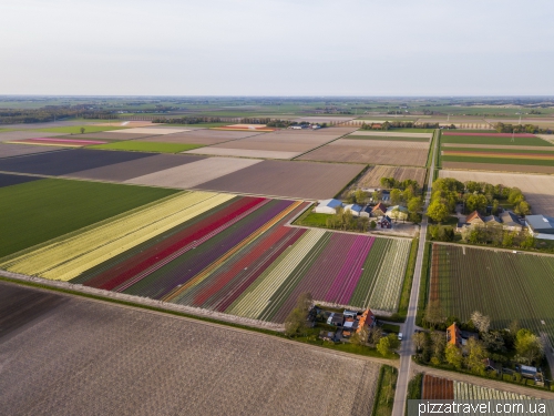 Tulip Festival in the Netherlands