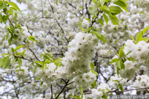 White sakura in Hannover