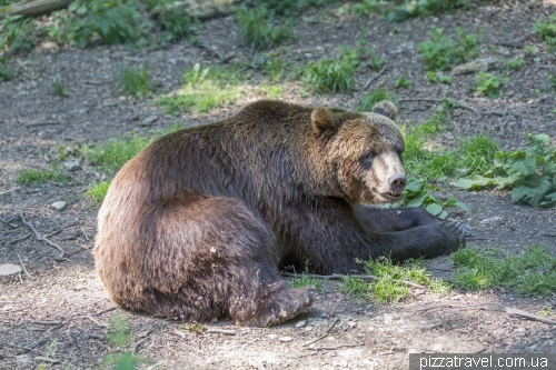 Парк медведей Ворбис