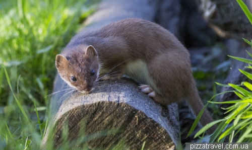 Otter Nursery (Otter-Zentrum)