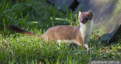 Otter center (Otter-Zentrum)