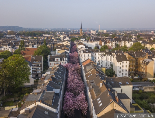 Cherry blossom in Bonn