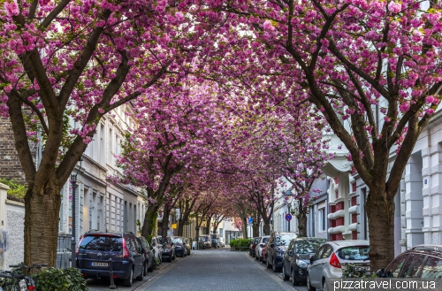 Cherry blossom in Bonn