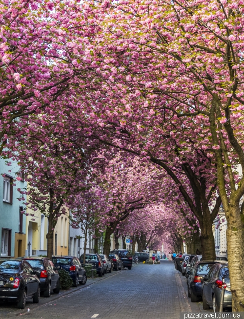 Cherry blossom in Bonn