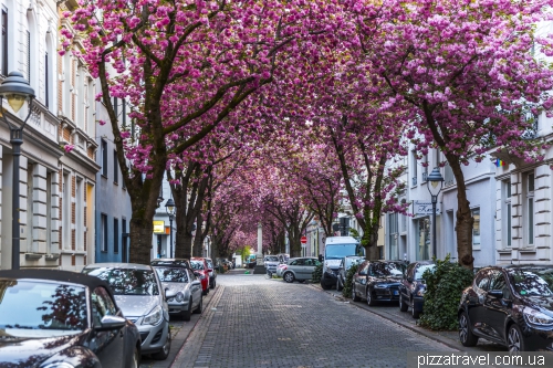 Cherry blossom in Bonn