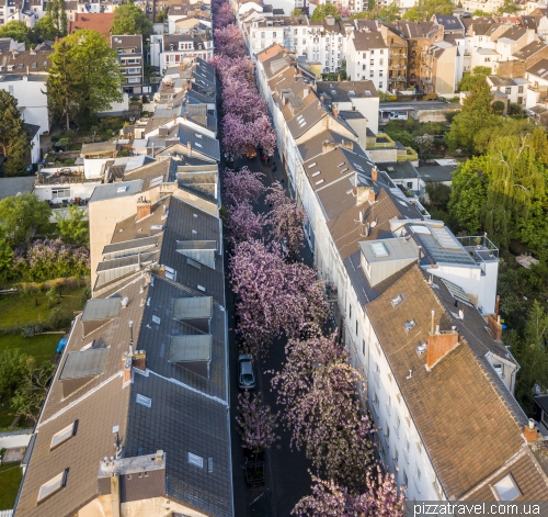 Cherry blossom in Bonn