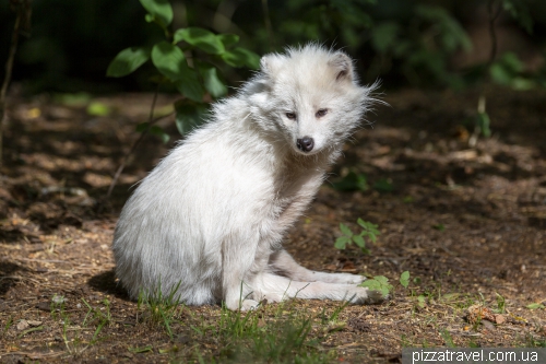 Wildlife Park in Mueden