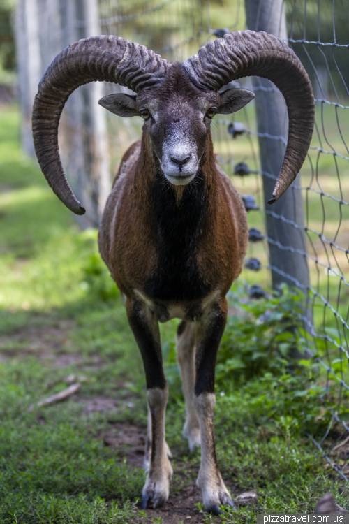 Wildlife Park in Mueden