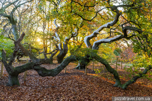 Alley of copper beeches in Bad Nenndorf