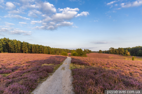 Heather blossoms on the Misselhorner Heide