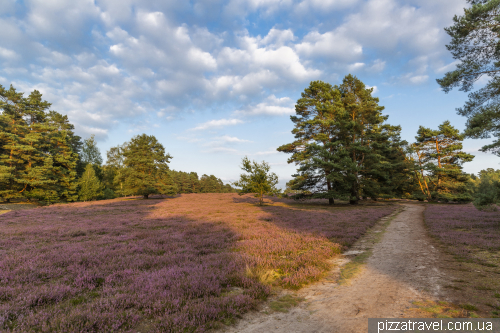 Цвітіння вересу на Міссельхорнер Хайді (Misselhorner Heide)