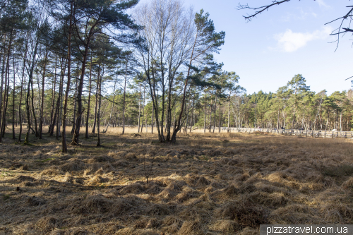 Bog trail in Resse (Moorerlebnispfad Resse)