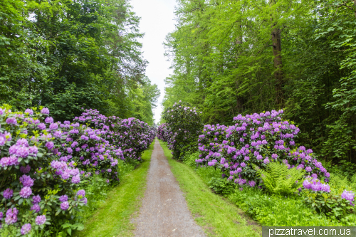 Alley of rhododendrons of Hagenburg Castle