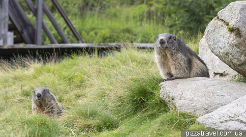 Children's park with marmots Murmelland-Zillertal