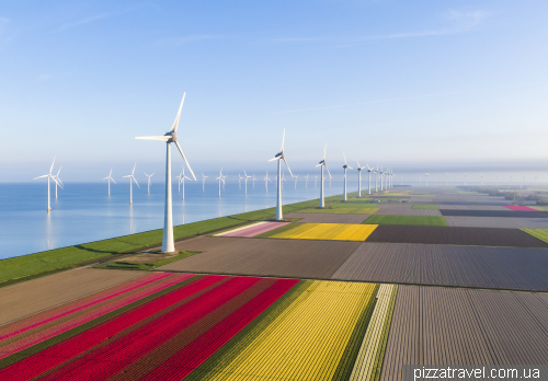 Tulip Festival in the Netherlands (2023)