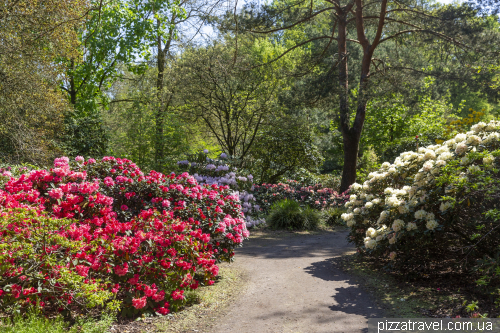 Gristede Rhododendron Park