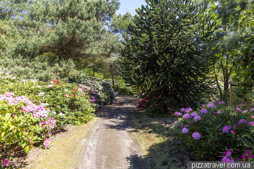 Gristede Rhododendron Park