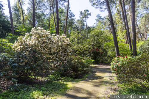 Gristede Rhododendron Park