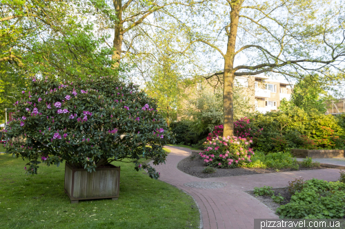 Rhododendron Festival in Westerstede