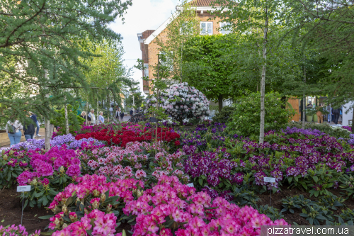 Rhododendron Festival in Westerstede