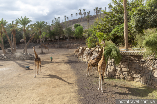 Зоопарк Oasis Wildlife на Фуертевентурі