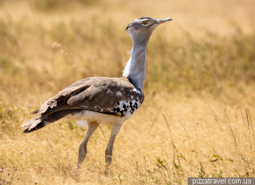 Serengeti National Park