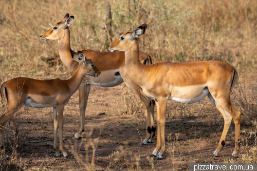 Serengeti National Park