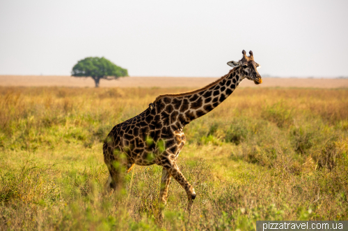 Serengeti National Park