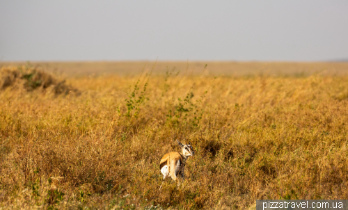 Serengeti National Park