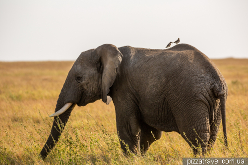 Serengeti National Park