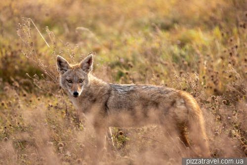 Ngorongoro National Park