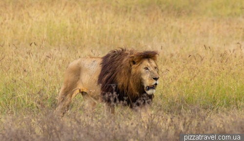 Ngorongoro National Park