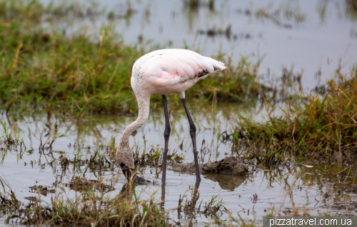 Ngorongoro National Park