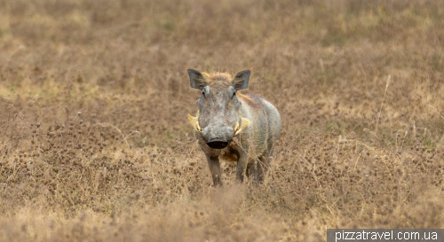 Ngorongoro National Park