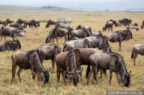 Ngorongoro National Park