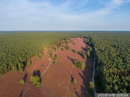 Цветение вереска на Миссельхорнер Хайде (Misselhorner Heide)