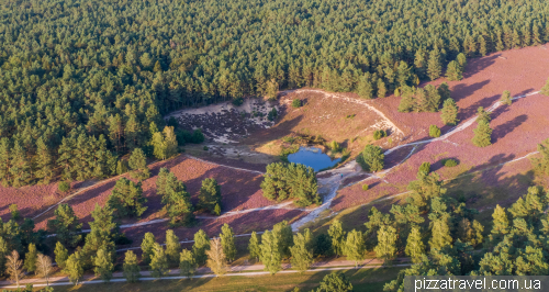 Цветение вереска на Миссельхорнер Хайде (Misselhorner Heide)