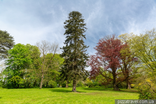 Rhododendrons in the Ohrberg Park, Emmerthal